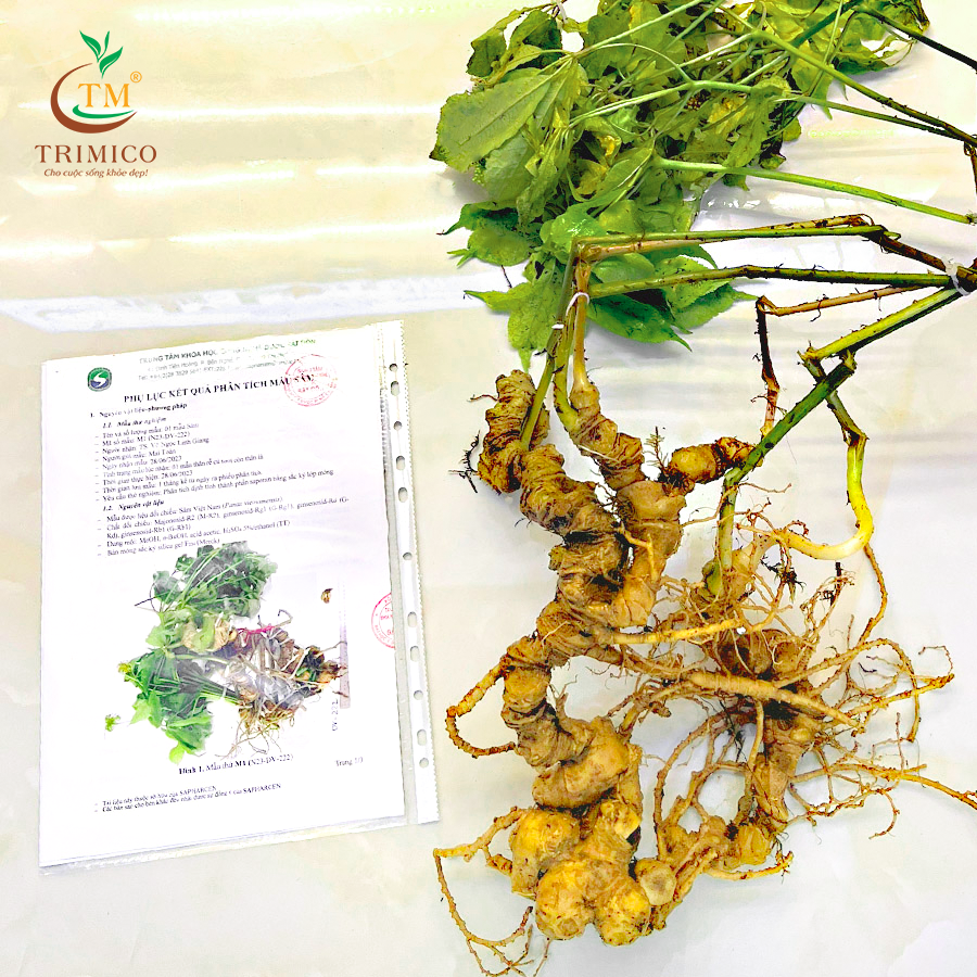 cu sam ngoc linh tuoi 2